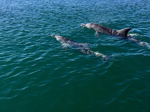 Augusta River tours-奥古斯塔必去景点