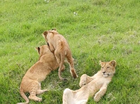 Tam Tours-桑给巴尔市必去景点