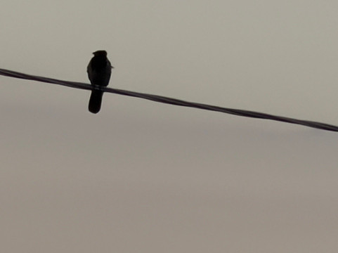 Birding In Italy-Capolona必去景点