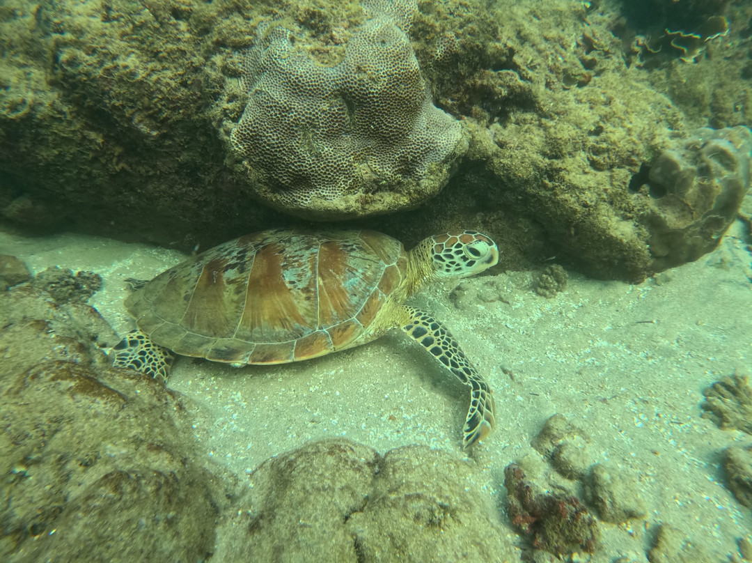 Mirissa Turtle Snorkeling Tours-美蕊沙必去景点