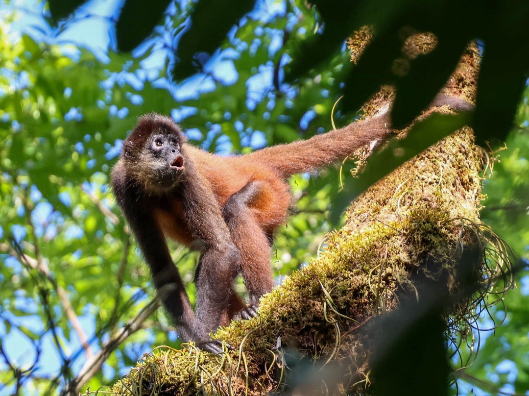 Osa Green Travel-希门尼斯港必去景点