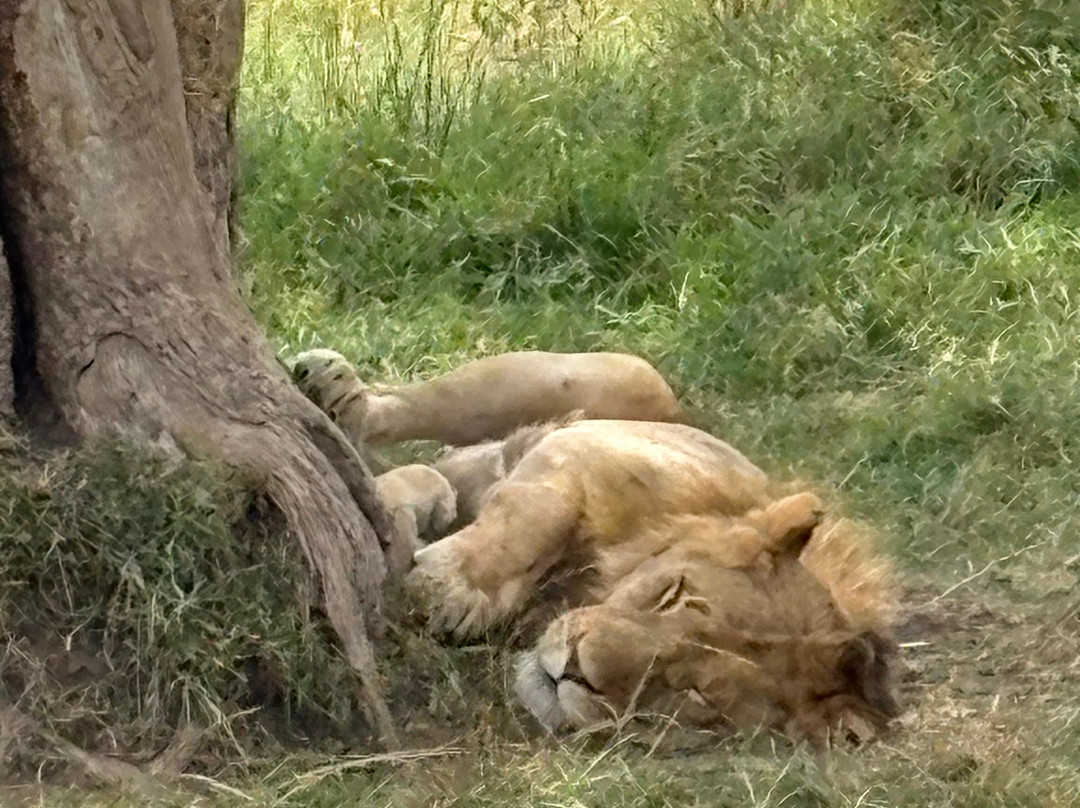 HIDAYA AFRICA TOURS AND TRAVEL-纳库鲁必去景点