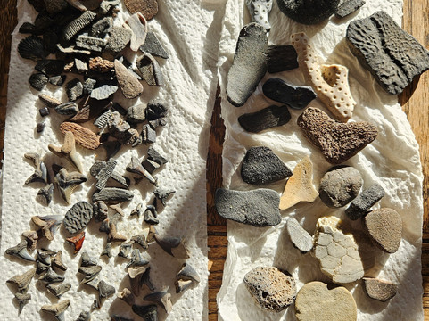 Chesapeake Heritage And Paleontology Tours