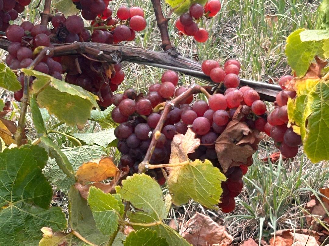 The Long Lunch Tour Co-科尔斯湾必去景点