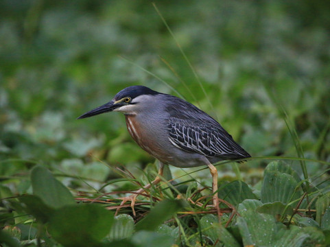 Selva Verde Tours-Misahualli必去景点