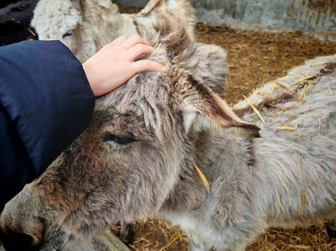 Alpaga Normandie - Animaux Miniatures-巴约必去景点