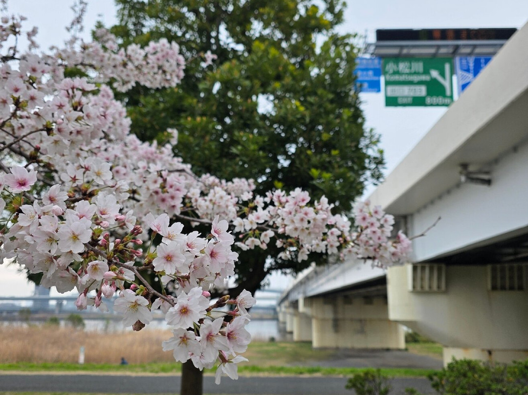 Komatsugawa Sembonzakura-江戸川区必去景点