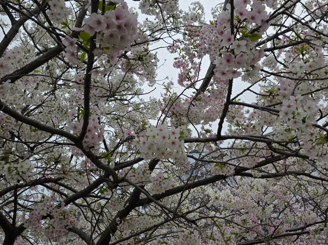 Komatsugawa Sembonzakura-江戸川区必去景点
