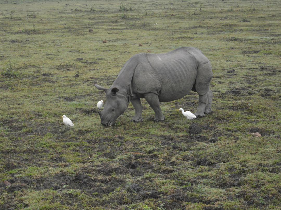 Kaziranga National Park-卡齐兰加国家公园必去景点