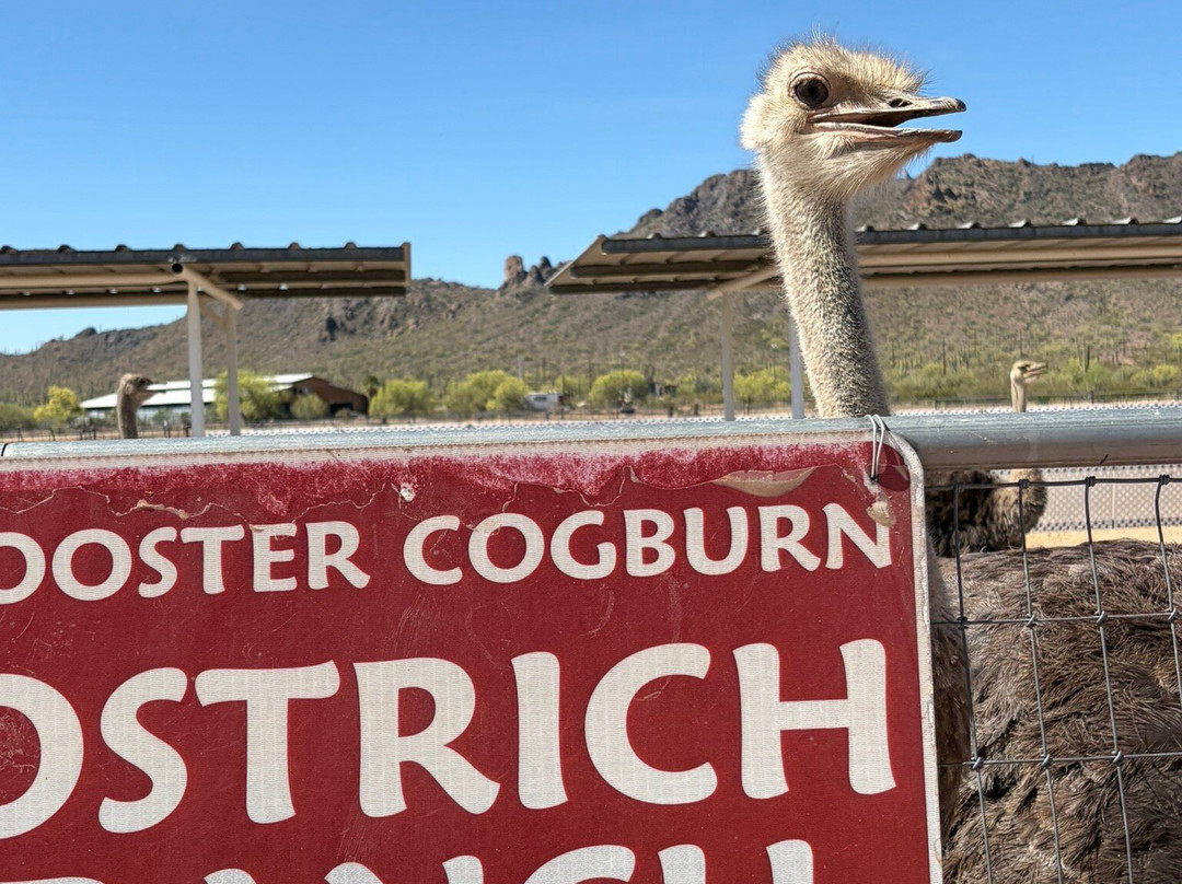 Rooster Cogburn Ostrich Ranch-Picacho必去景点