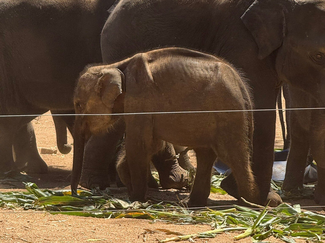 Udawalawa Elephant Orphanage-乌达瓦拉瓦必去景点