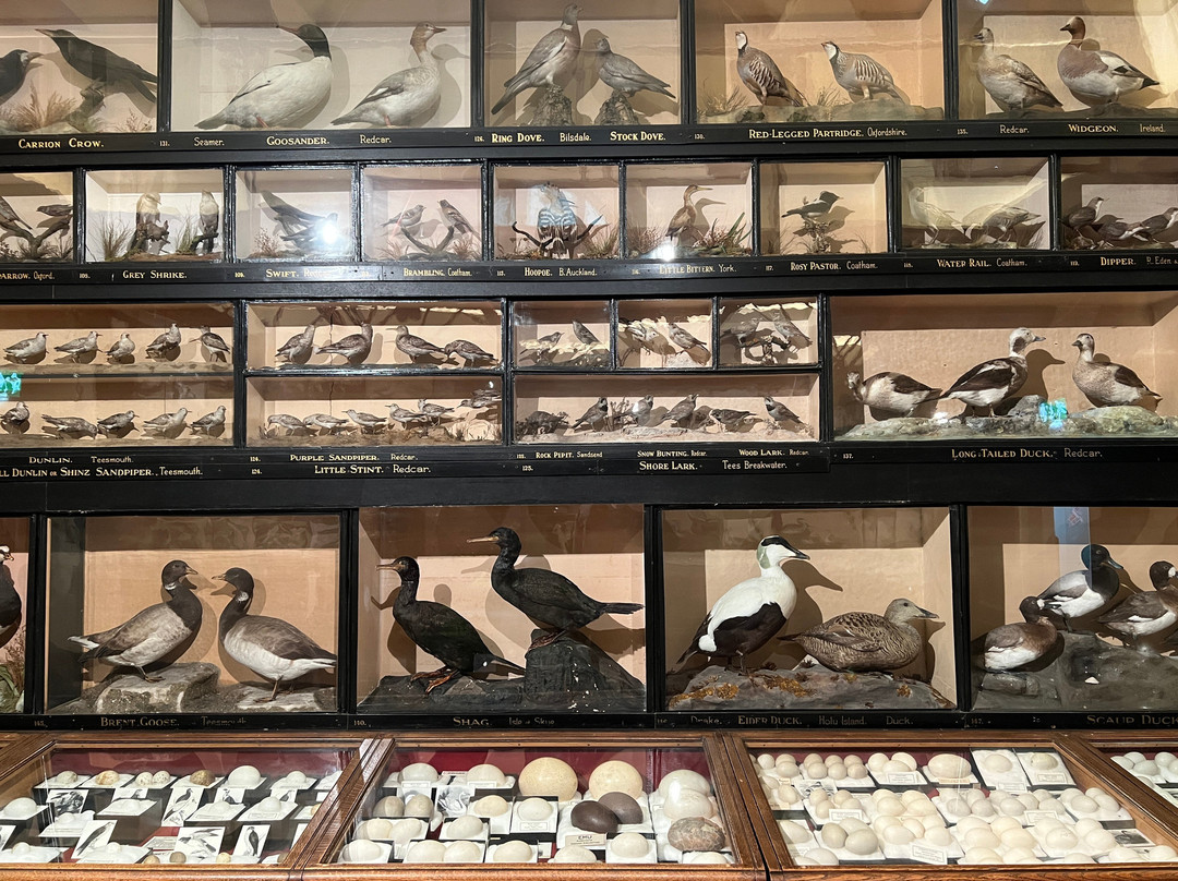 Dorman Museum-米德尔斯堡必去景点