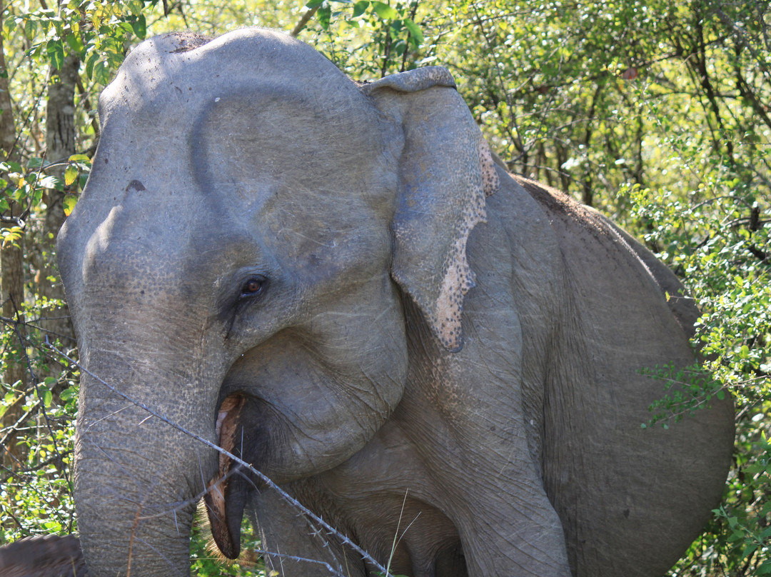 Travelling Pearl Lanka-尼甘布必去景点