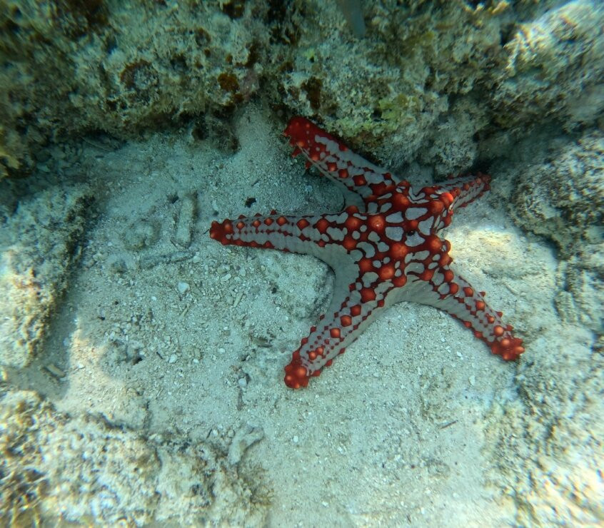 Dive Point Zanzibar-Matemwe必去景点