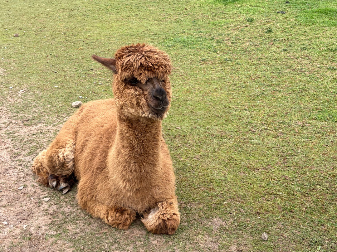 Woolley Animals Farm Park-Winkleigh必去景点