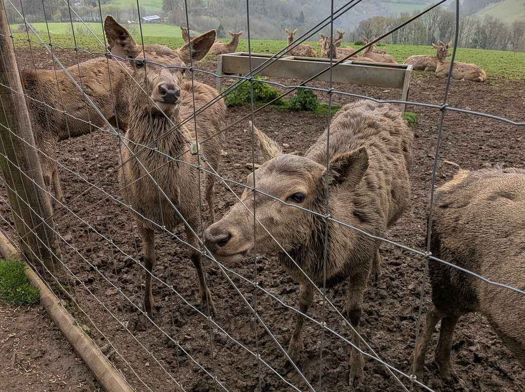 Pennywell Farm-Buckfastleigh必去景点