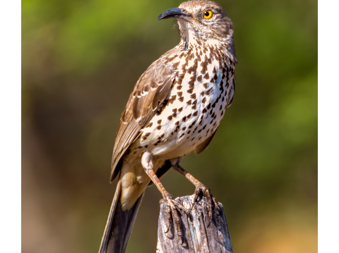 Lugares Pajarosos Birding Expeditions-拉巴斯必去景点