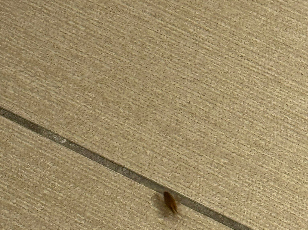 绍斯波特橡树岛舒适套房酒店主图