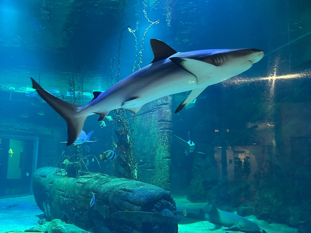 Seaquarium Institut Marin-勒格罗迪鲁瓦必去景点