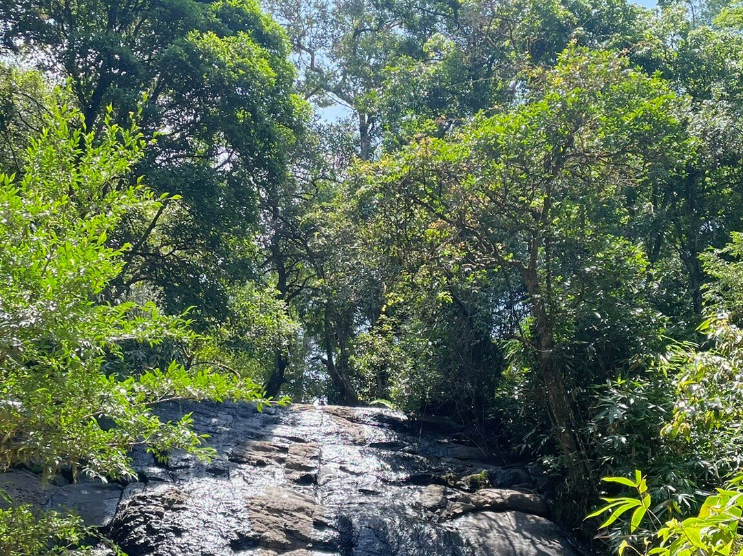 Gavi Forest-帖可迪必去景点