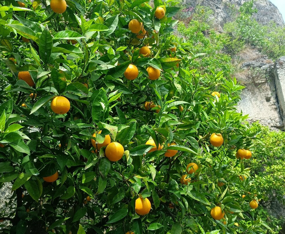 La Limonaia Del Castel-利莫内必去景点