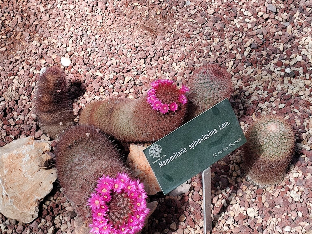 Orto e Museo Botanico di Pisa-比萨必去景点