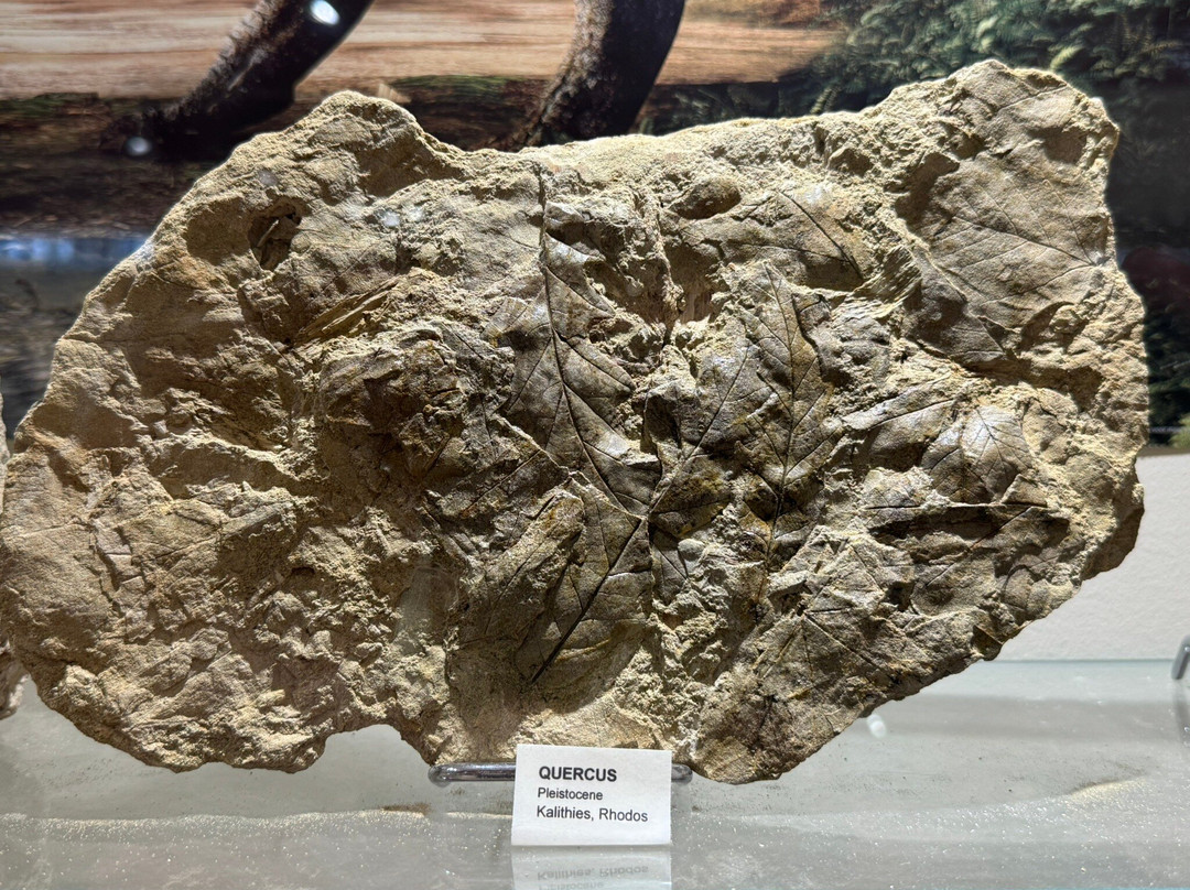 Museum of Mineralogy and Paleontology Stamatiadis-Ialysos必去景点