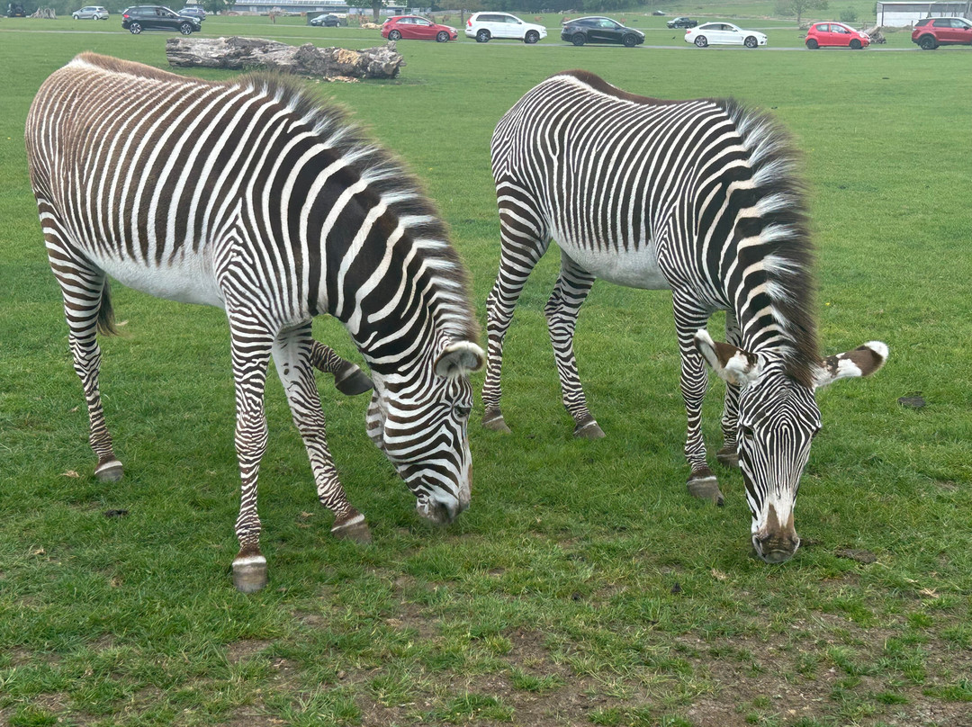 Woburn Safari Park-Woburn必去景点