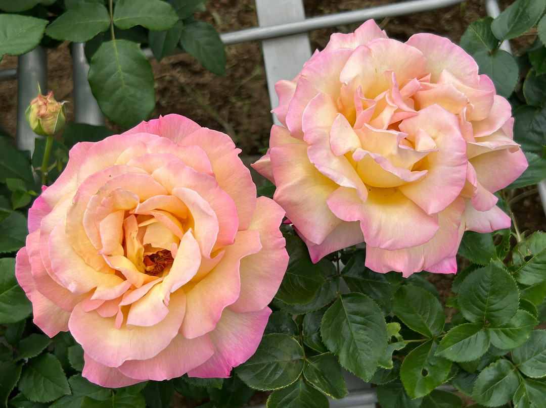Jindai Botanical Park-调布市必去景点