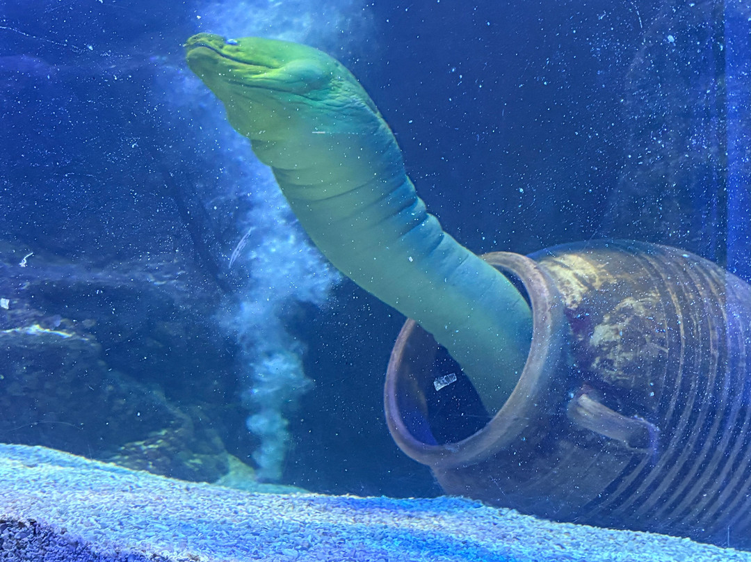 SEA LIFE Hunstanton-Hunstanton必去景点