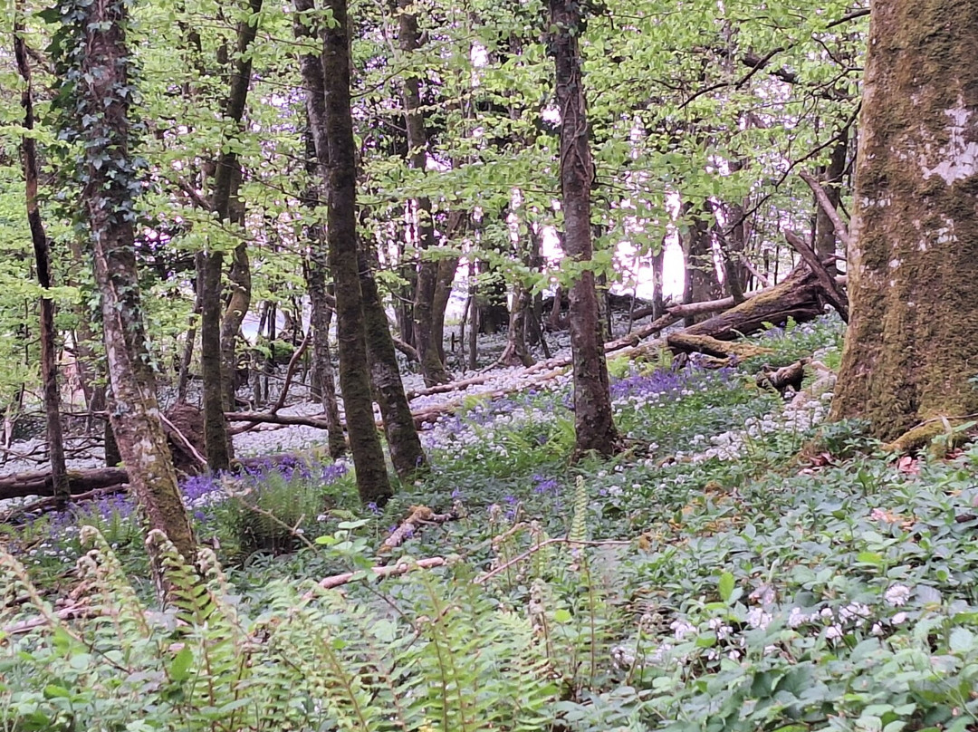 Canonteign Falls-Christow必去景点