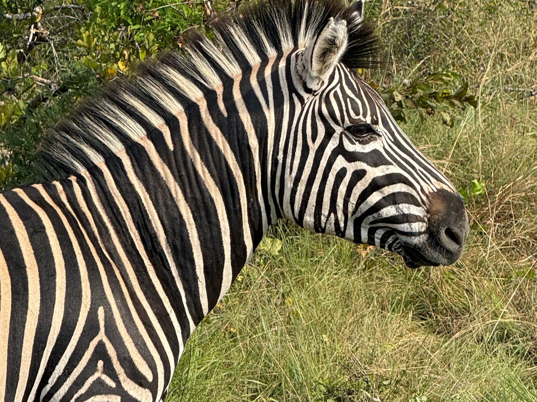 Kruger National Park Safari Specialists - Tours & Safaris-白河必去景点