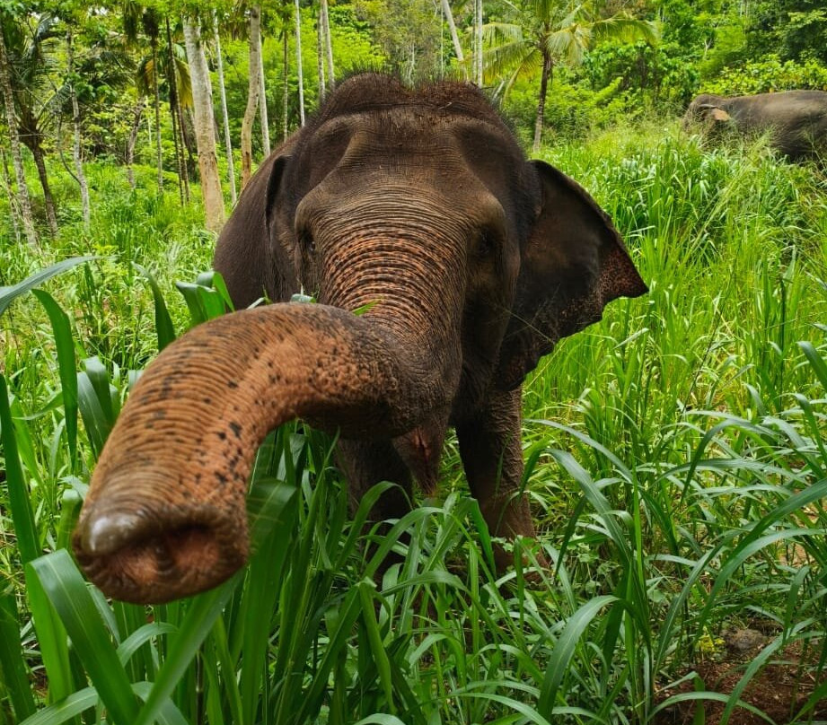 Elephant Freedom Project-凯格勒 必去景点