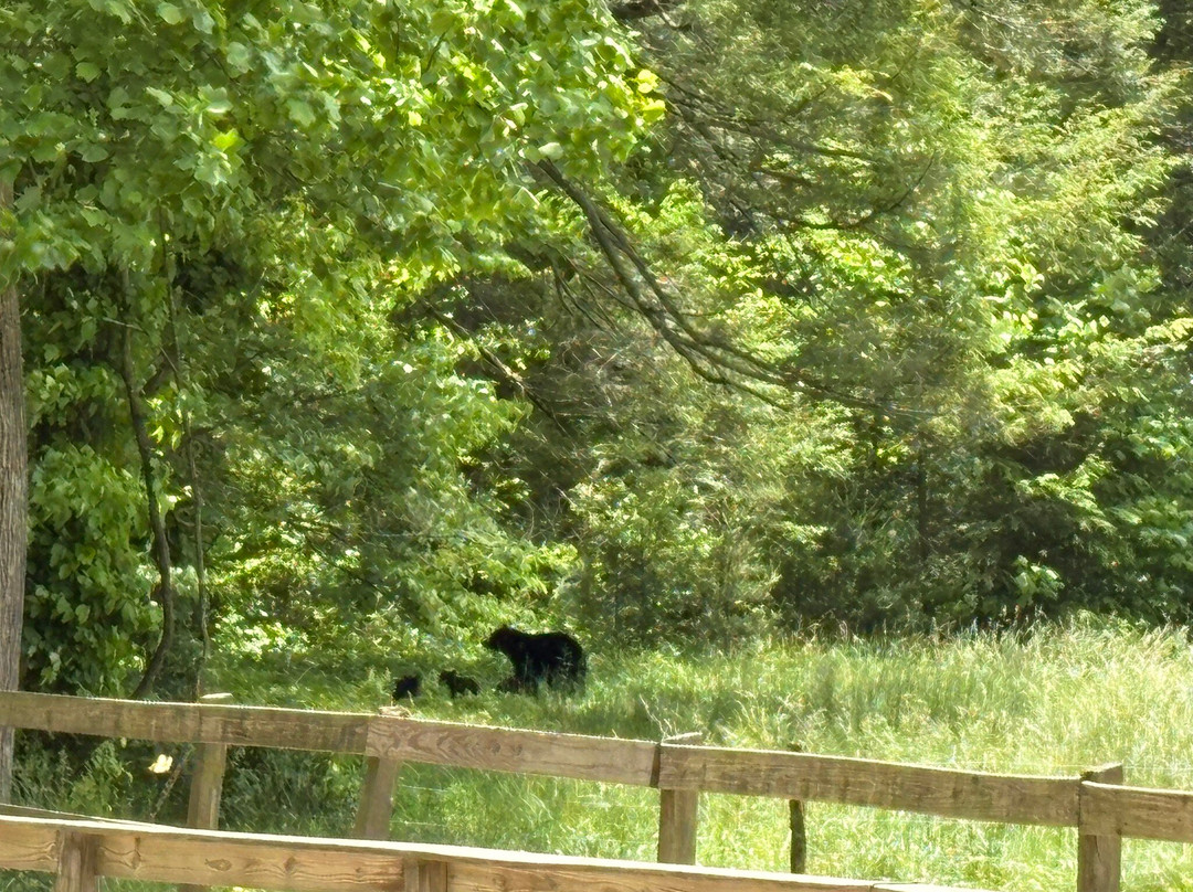 Cades Cove Riding Stables-汤森必去景点
