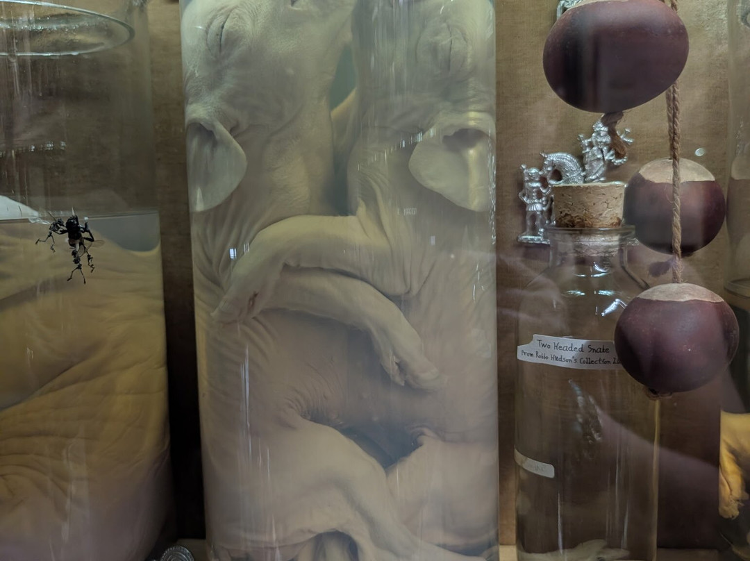 The Viktor Wynd Museum of Curiosities, Fine Art & UnNatural History-伦敦必去景点