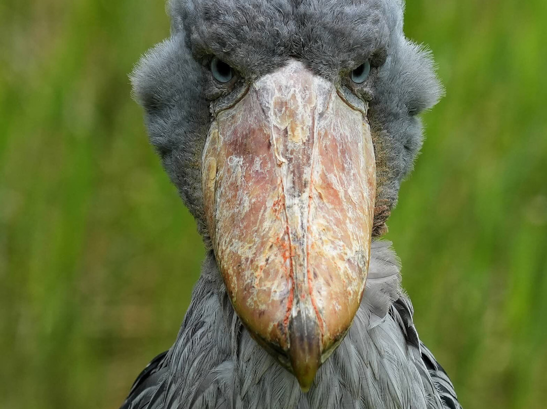 Weltvogelpark Walsrode-Walsrode必去景点