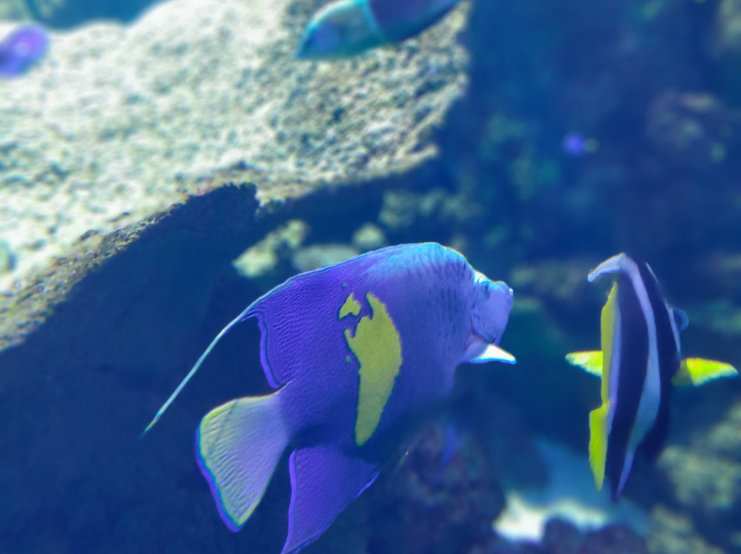 Aquarium de Lyon-La Mulatiere必去景点