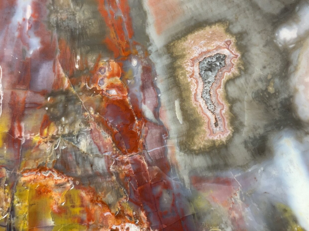 Jim Gray's Petrified Wood Co.-霍尔布鲁克必去景点