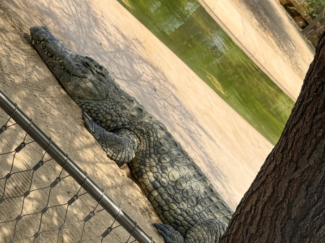 Dubai Crocodile Park-迪拜必去景点