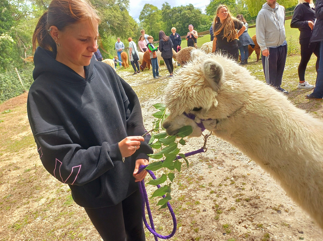 Pennybridge Farm Alpacas-胡克必去景点