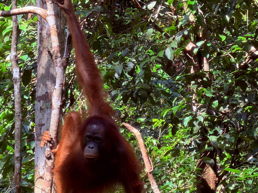 Local Guides - Tanjung Puting-Pangkalan Bun必去景点