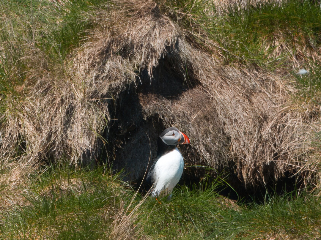 Puffin Safari-Bleik必去景点