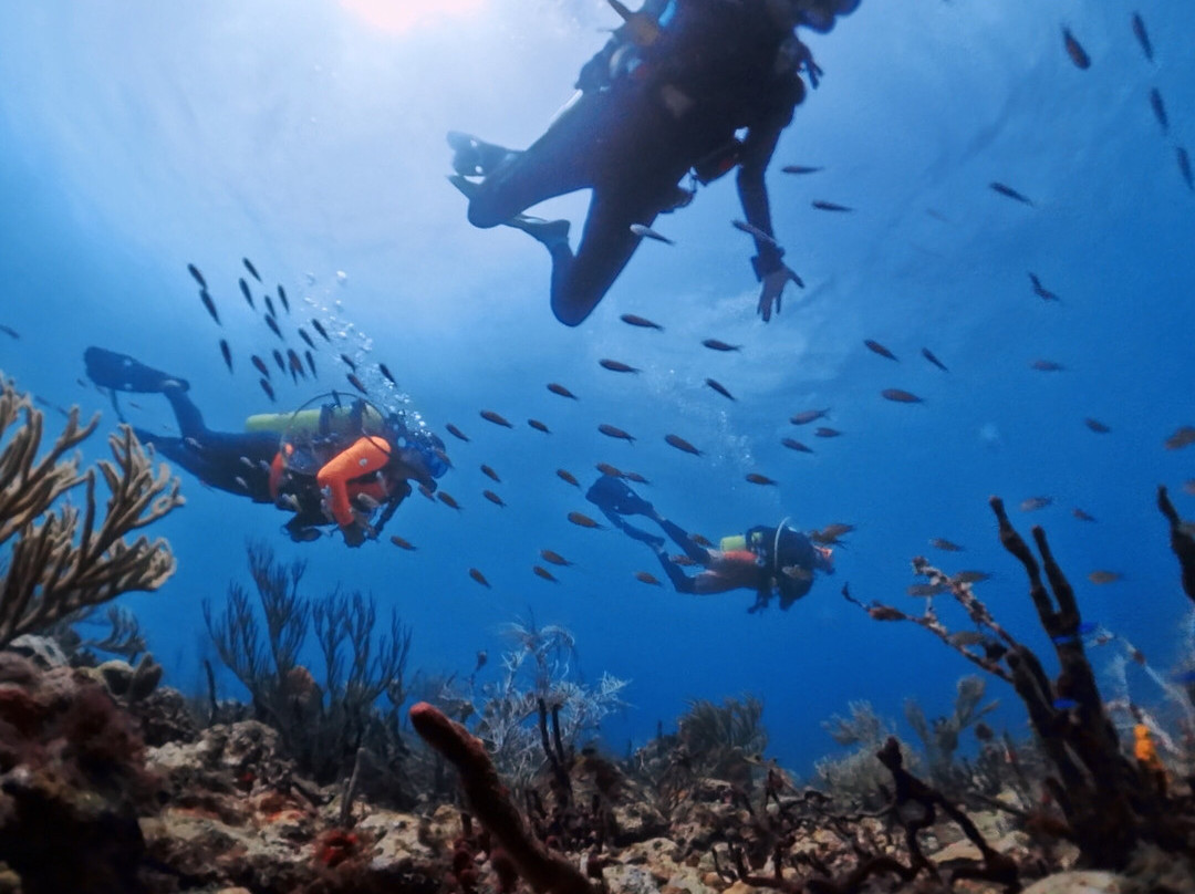 Dive Grenada-Grand Anse必去景点