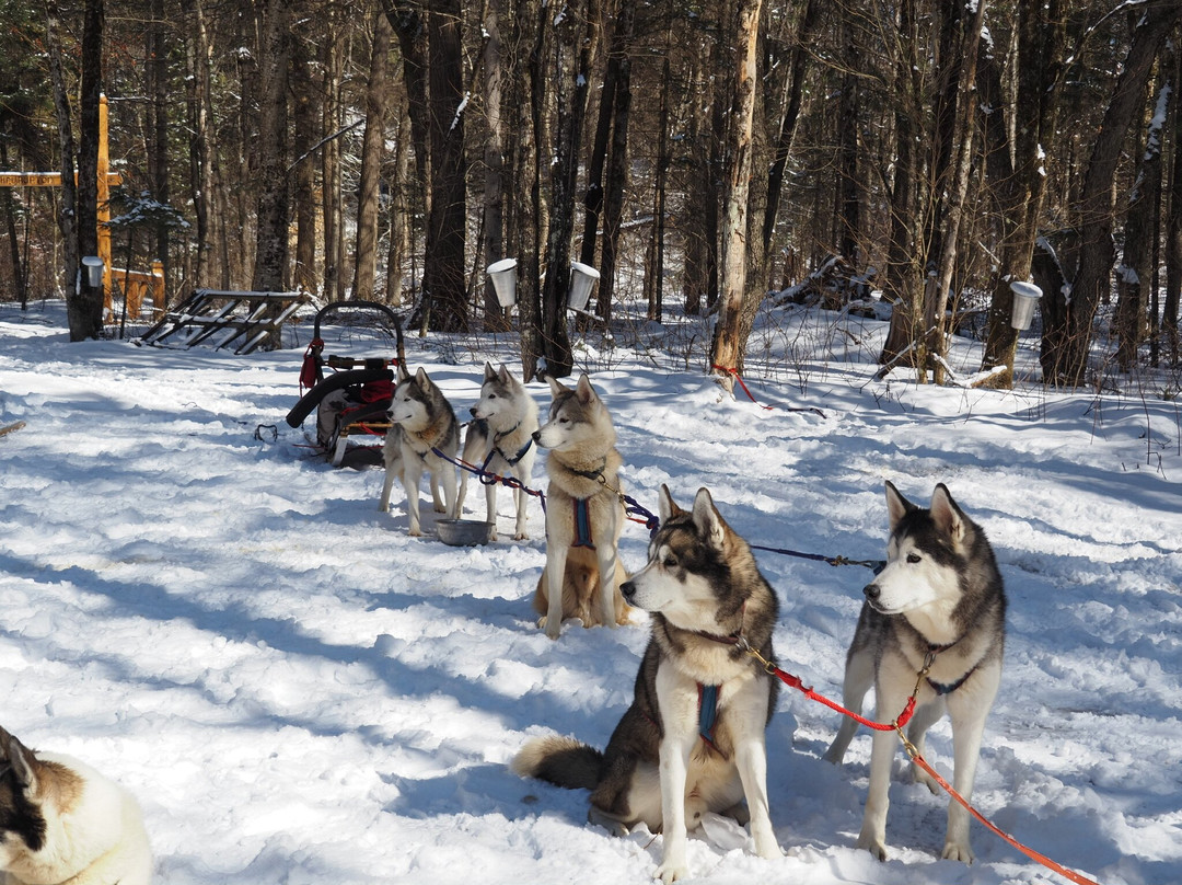 Winterdance Dogsled Tours-Haliburton必去景点