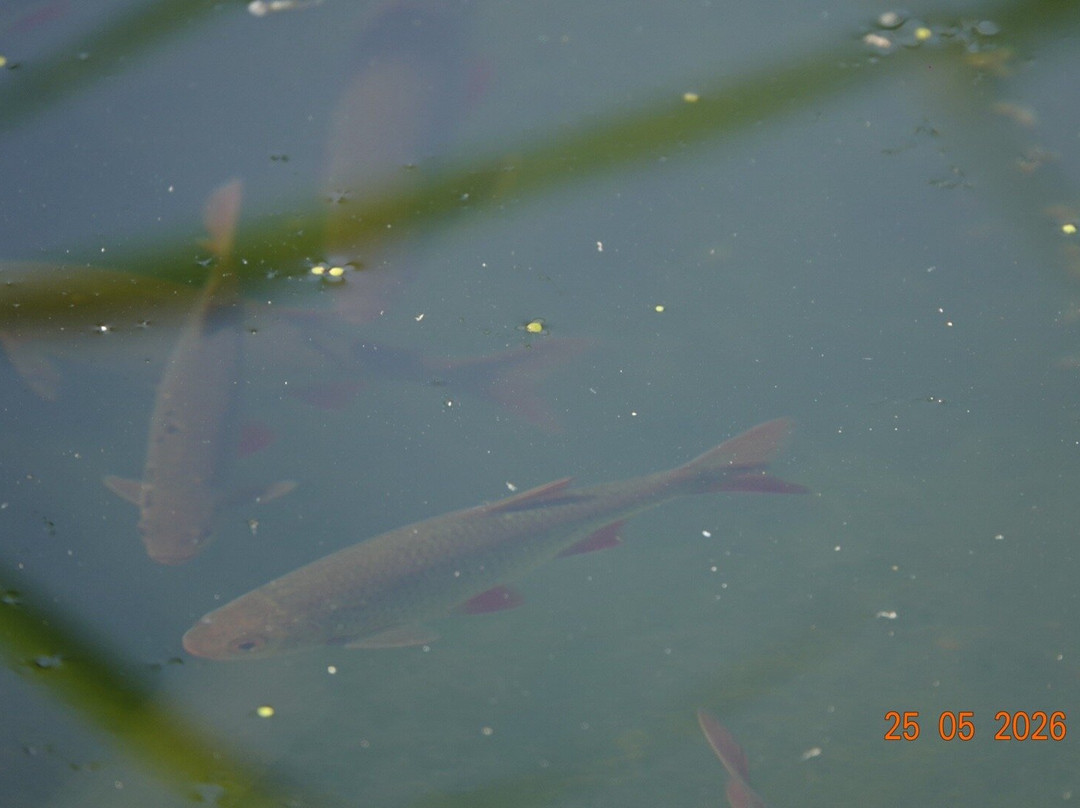 RSPB Weymouth Wetlands at Radipole Lake Nature Reserve-韦茅斯必去景点