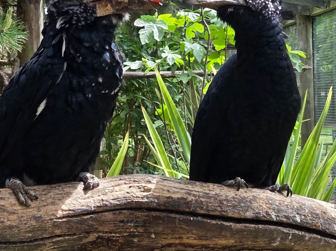 Camperdown Wildlife Centre-敦提必去景点