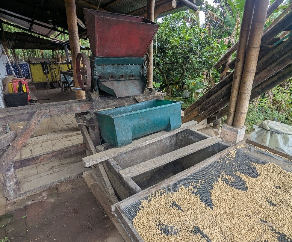Finca Don Eduardo Coffee Tour-萨伦托必去景点
