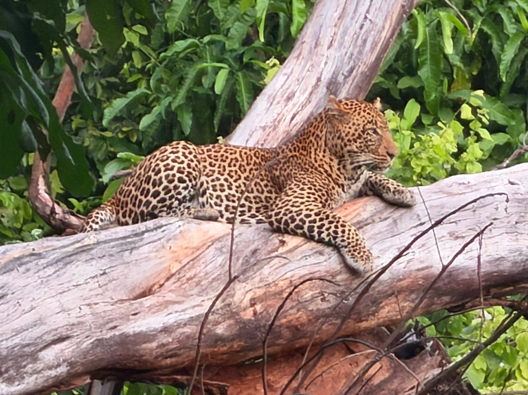 Lake Manyara-Lake Manyara National Park必去景点