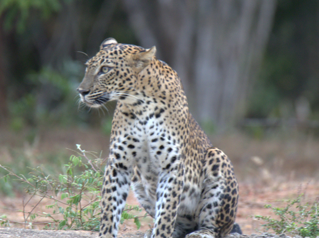 Madushan Wild Life Safari YALA SRI LANKA-蒂瑟默哈拉默必去景点