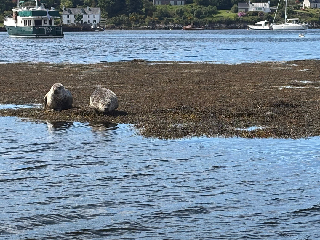 Gairloch Glass Bottom Boat Cruises-盖尔洛赫必去景点